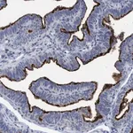 Merck Anti-SLC28A3 antibody produced in rabbit