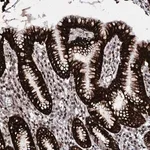Merck Anti-LSM11 antibody produced in rabbit