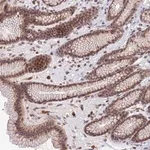 Merck Anti-TPRX1 antibody produced in rabbit