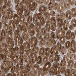 Merck Anti-CTDNEP1 antibody produced in rabbit