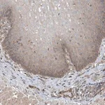 Merck Anti-PHACTR4 antibody produced in rabbit