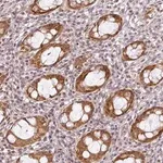 Merck Anti-C1orf226 antibody produced in rabbit
