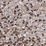 Merck Anti-METTL8 antibody produced in rabbit