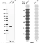 Merck Anti-CRIP2 antibody produced in rabbit