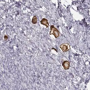 Merck Anti-ZP3 antibody produced in rabbit