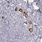 Merck Anti-ZP3 antibody produced in rabbit