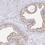 Merck Anti-TAS1R3 antibody produced in rabbit