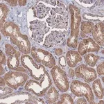 Merck Anti-SNPH antibody produced in rabbit
