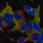 Merck Anti-WIPF1 antibody produced in rabbit