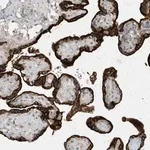 Merck Anti-USP53 antibody produced in rabbit