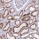 Merck Anti-CBWD1 antibody produced in rabbit
