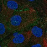 Merck Anti-DLG5 antibody produced in rabbit