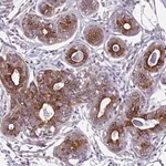 Merck Anti-PLD4 antibody produced in rabbit