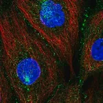 Merck Anti-PATJ antibody produced in rabbit