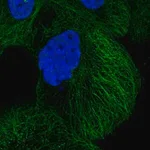 Merck Anti-DIAPH3 antibody produced in rabbit