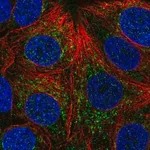 Merck Anti-CHCHD4 antibody produced in rabbit