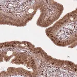 Merck Anti-HNRNPLL antibody produced in rabbit