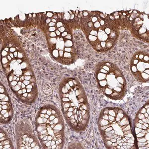 Merck Anti-DCAF13 antibody produced in rabbit