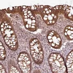 Merck Anti-DCAF13 antibody produced in rabbit
