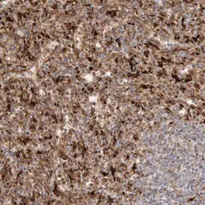 Merck Anti-GRN antibody produced in rabbit