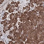 Merck Anti-FAM111A antibody produced in rabbit