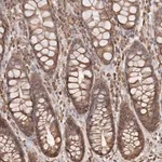 Merck Anti-ARHGEF10L antibody produced in rabbit
