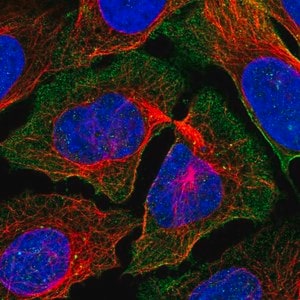 Merck Anti-PCDH7 antibody produced in rabbit