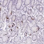 Merck Anti-CCNO antibody produced in rabbit