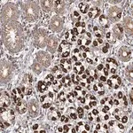 Merck Anti-MCL1 antibody produced in rabbit