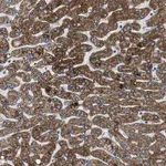Merck Anti-ILDR1 antibody produced in rabbit