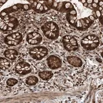 Merck Anti-RMND1 antibody produced in rabbit