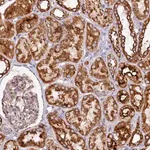 Merck Anti-APLP2 antibody produced in rabbit