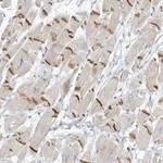 Merck Anti-XIRP2 antibody produced in rabbit