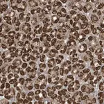 Merck Anti-GOLGA4 antibody produced in rabbit