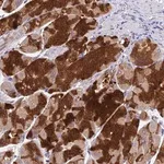Merck Anti-VKORC1 antibody produced in rabbit