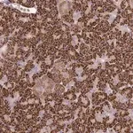 Merck Anti-PVRIG antibody produced in rabbit