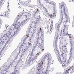 Merck Anti-BEST4 antibody produced in rabbit