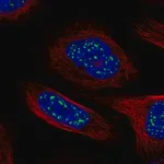 Merck Anti-HSF4 antibody produced in rabbit