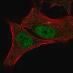 Merck Anti-CDK2 antibody produced in rabbit
