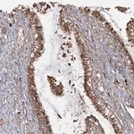 Merck Anti-RPS25 antibody produced in rabbit