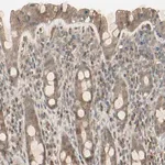 Merck Anti-FHDC1 antibody produced in rabbit