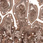 Merck Anti-IL17RE antibody produced in rabbit