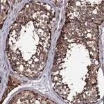 Merck Anti-LIPT2 antibody produced in rabbit