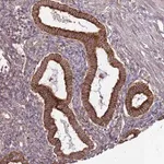 Merck Anti-DCAF4 antibody produced in rabbit