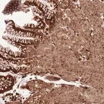 Merck Anti-ADAMTS3 antibody produced in rabbit
