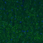 Merck Monoclonal Anti-GAD1 antibody produced in mouse