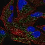 Merck Anti-GLRX5 antibody produced in rabbit
