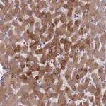 Merck Anti-ORM1 antibody produced in rabbit