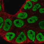 Merck Anti-HNRNPA3 antibody produced in rabbit