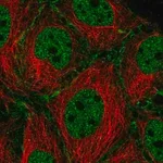 Merck Anti-SYCP2 antibody produced in rabbit
